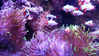 Harem -Style Clownfish Tank? 7 Tips