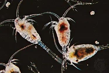 Live Marine Copepods for Sale