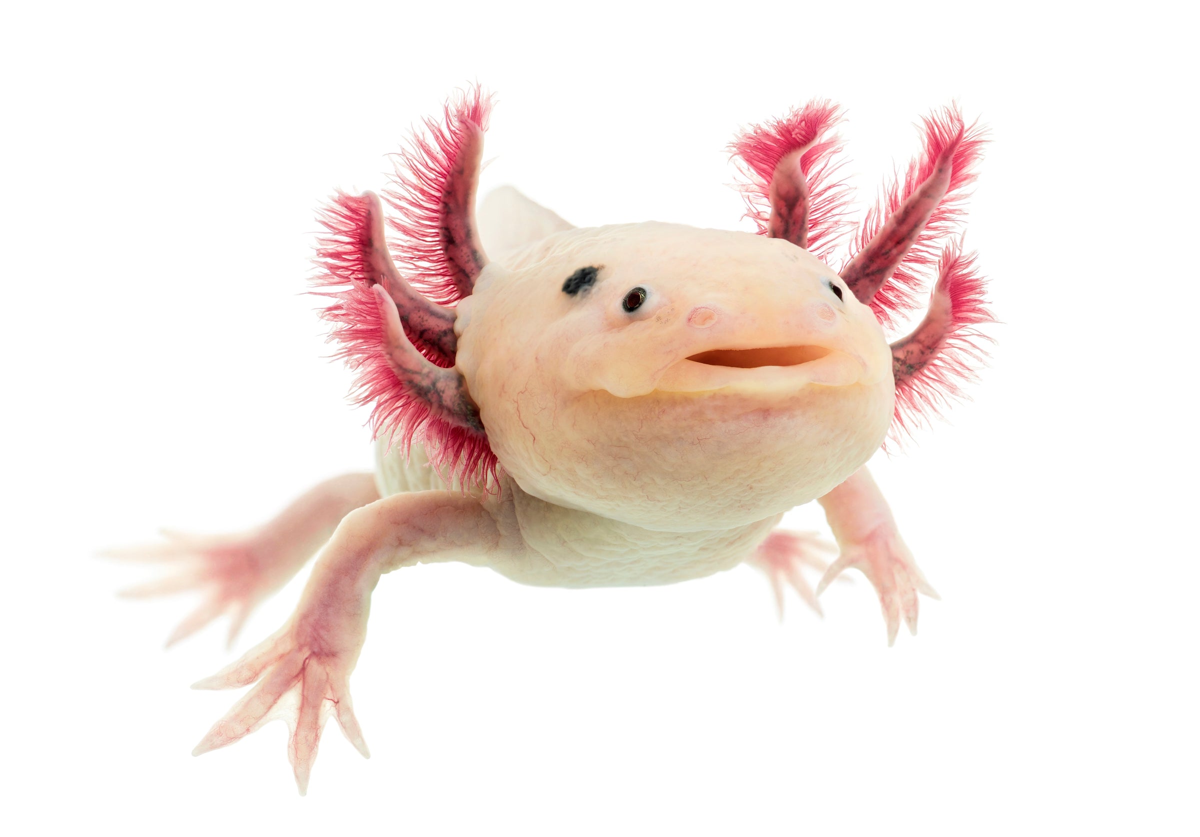 axolotls for sale