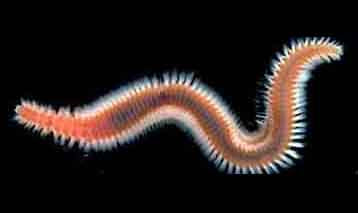 Live Bristle Worms for Sale