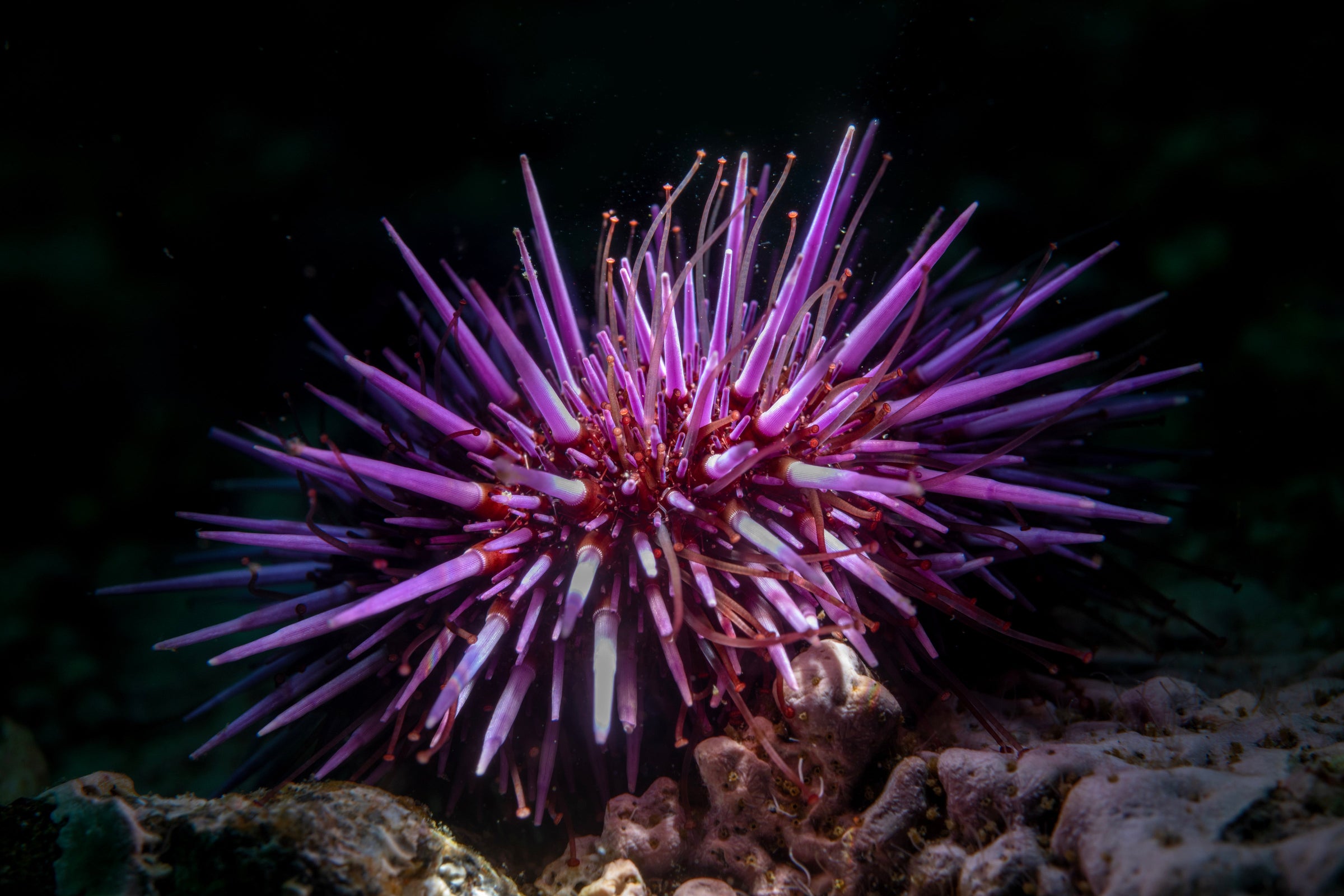 sea urchins for sale