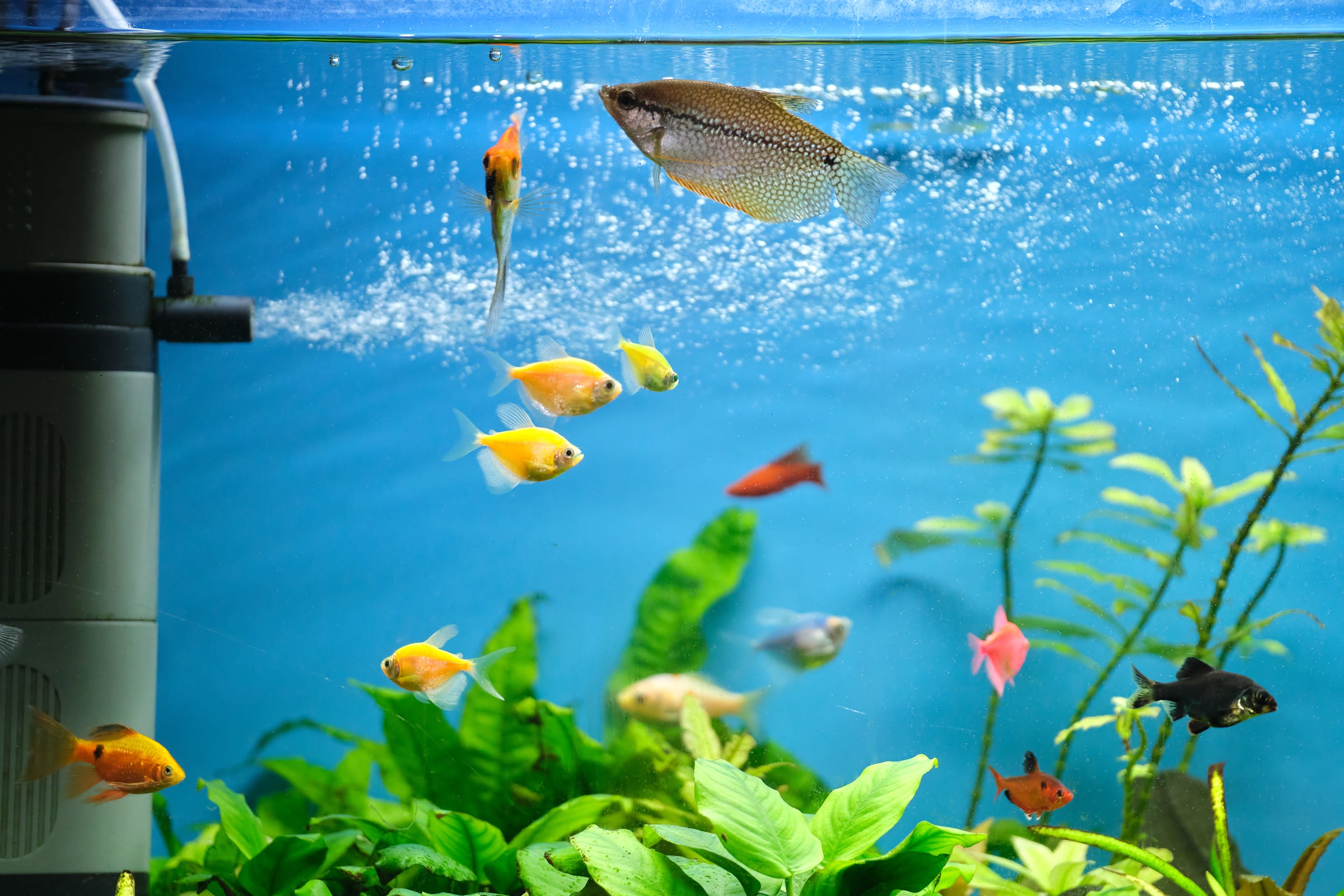 aquarium equipment & supplies for sale
