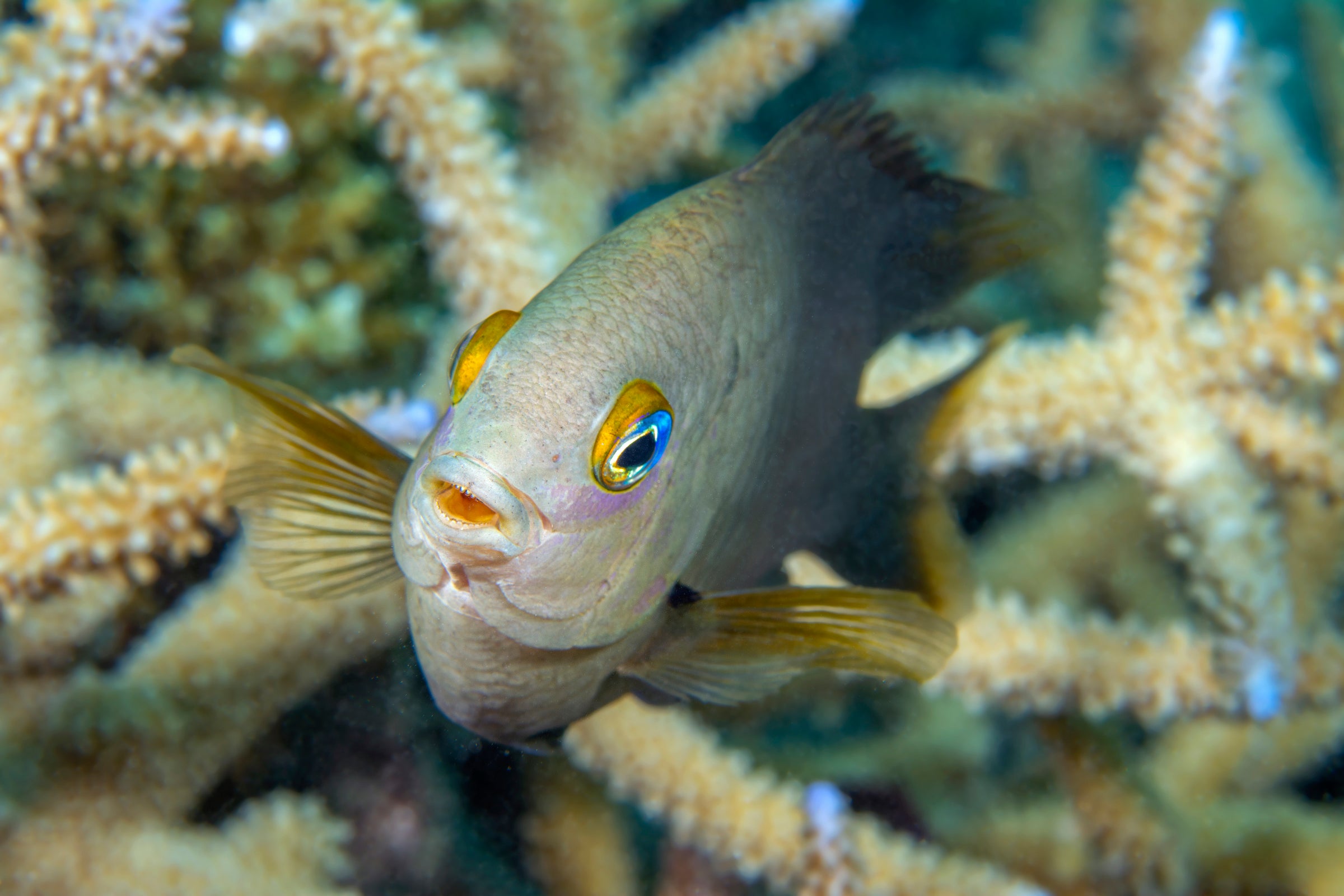 damselfish for sale