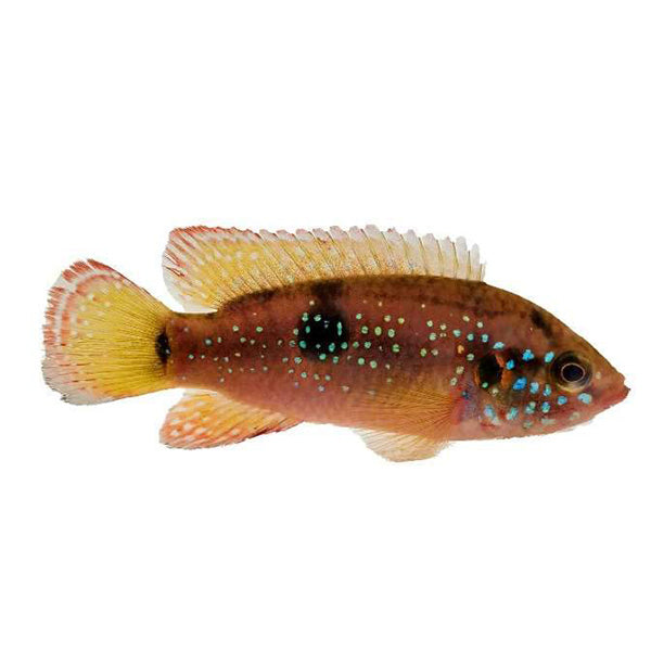 African cichlids for sale