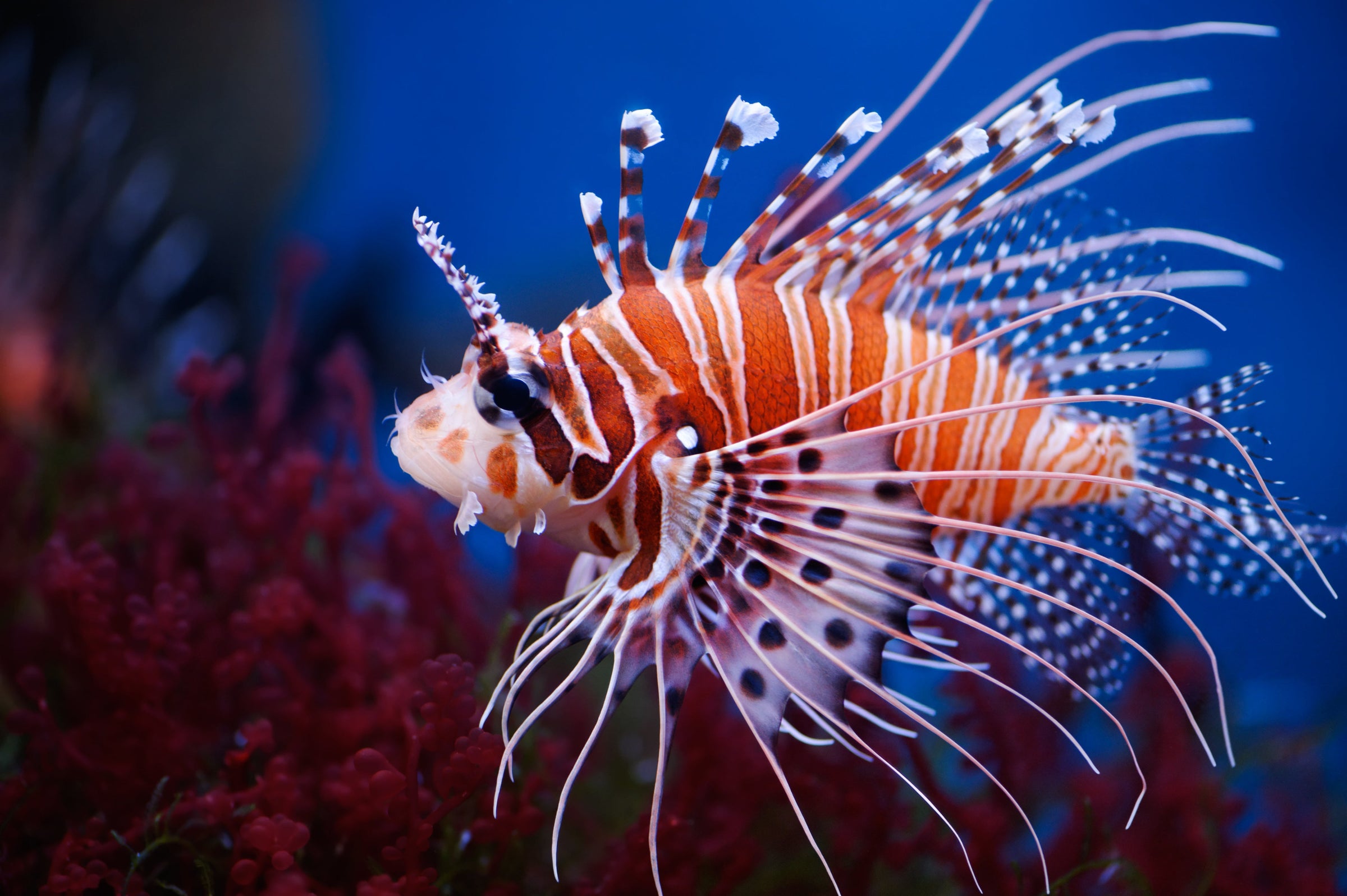 lionfish for sale