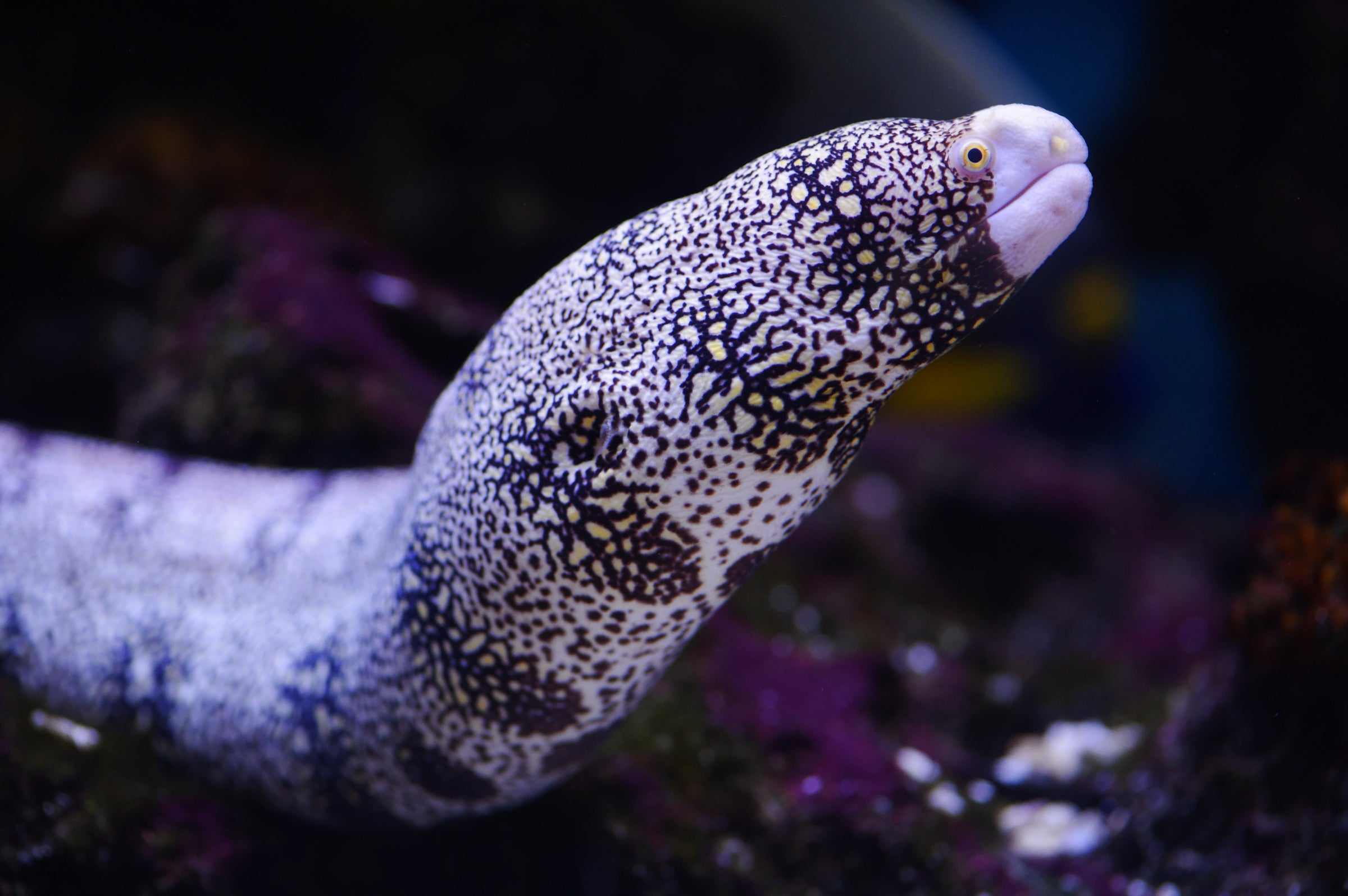 Eels
