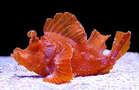 Scorpionfish