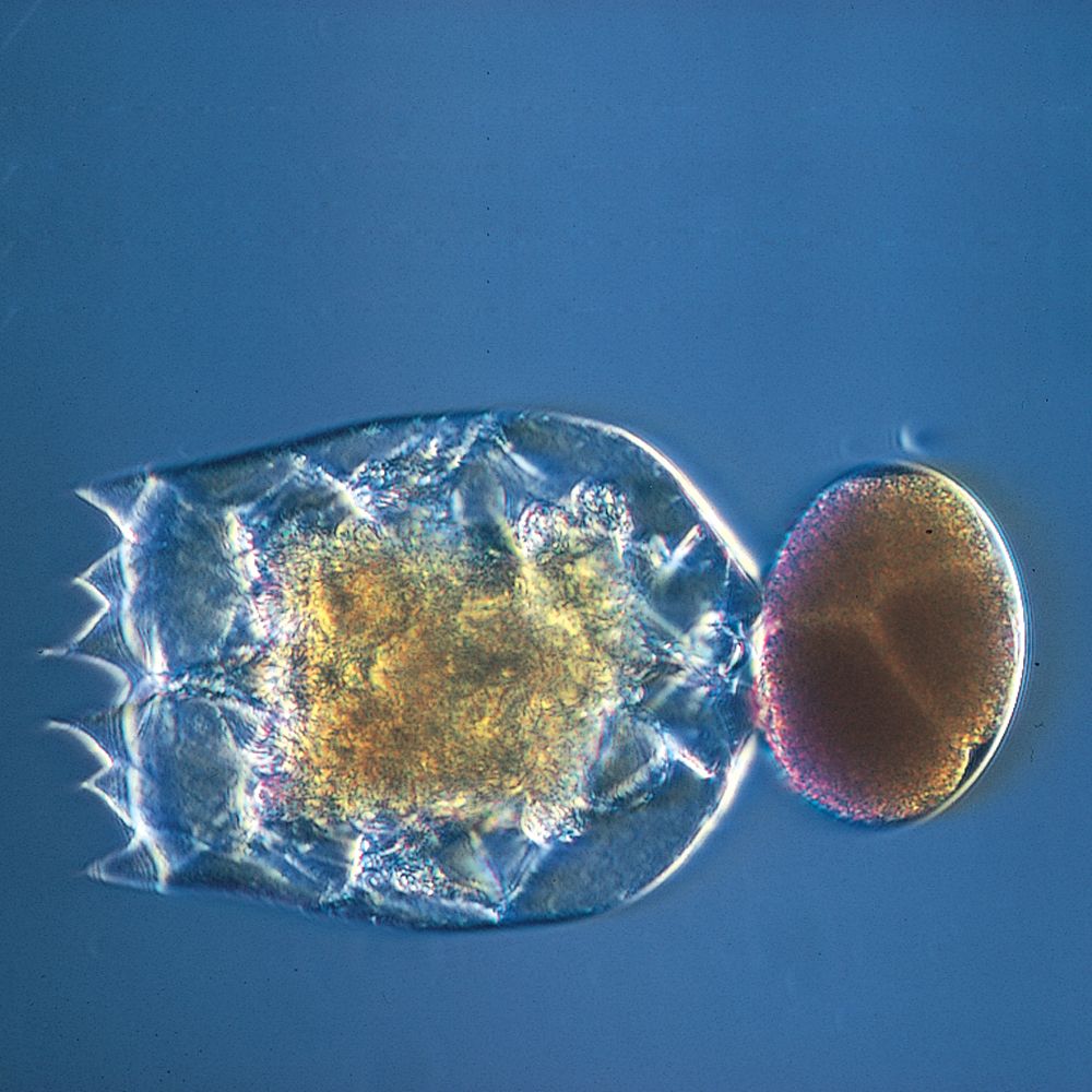 Live Rotifers and Rotifer Feeds