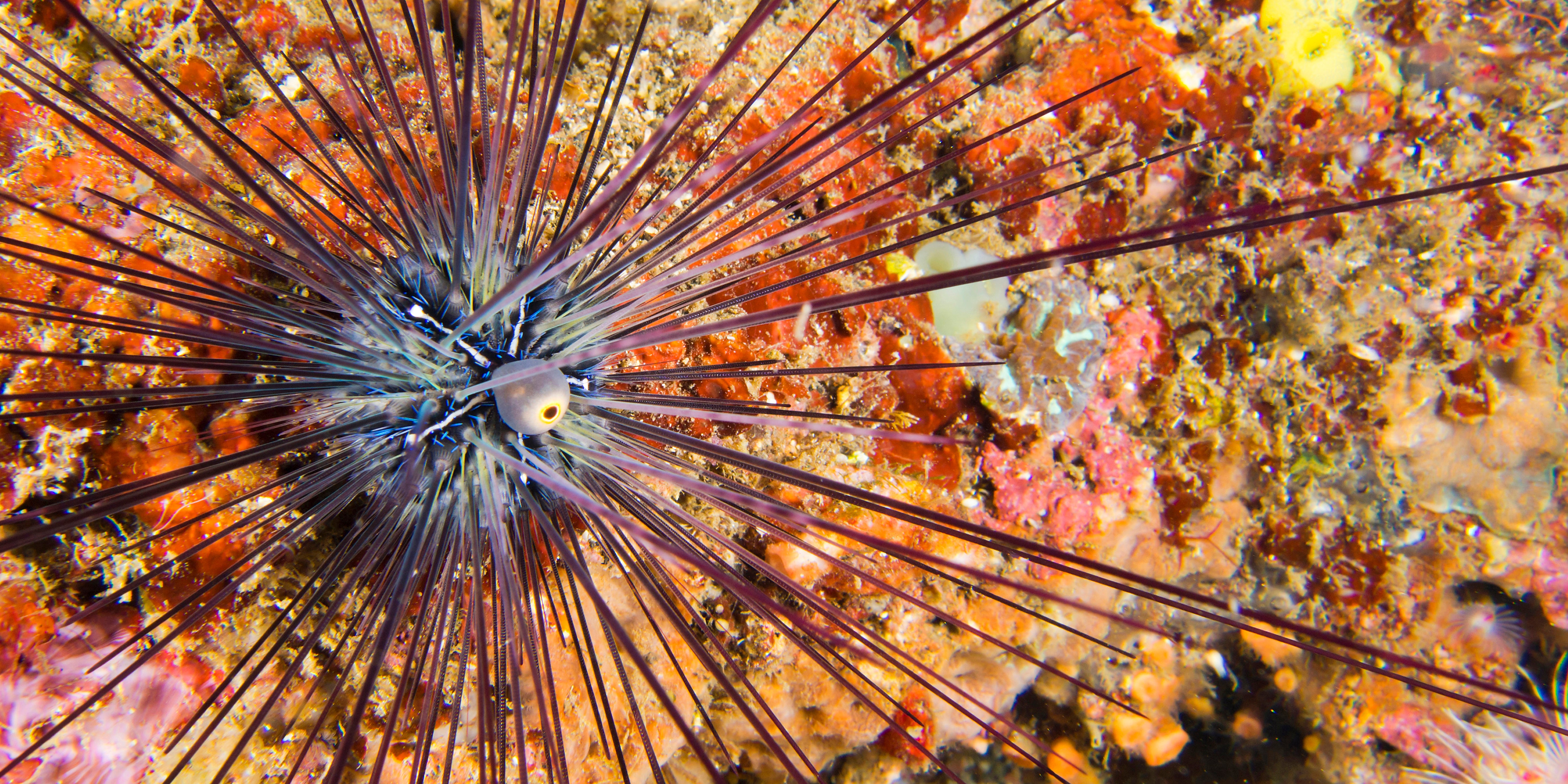 Longest Lived Invertebrates In A Saltwater Aquarium