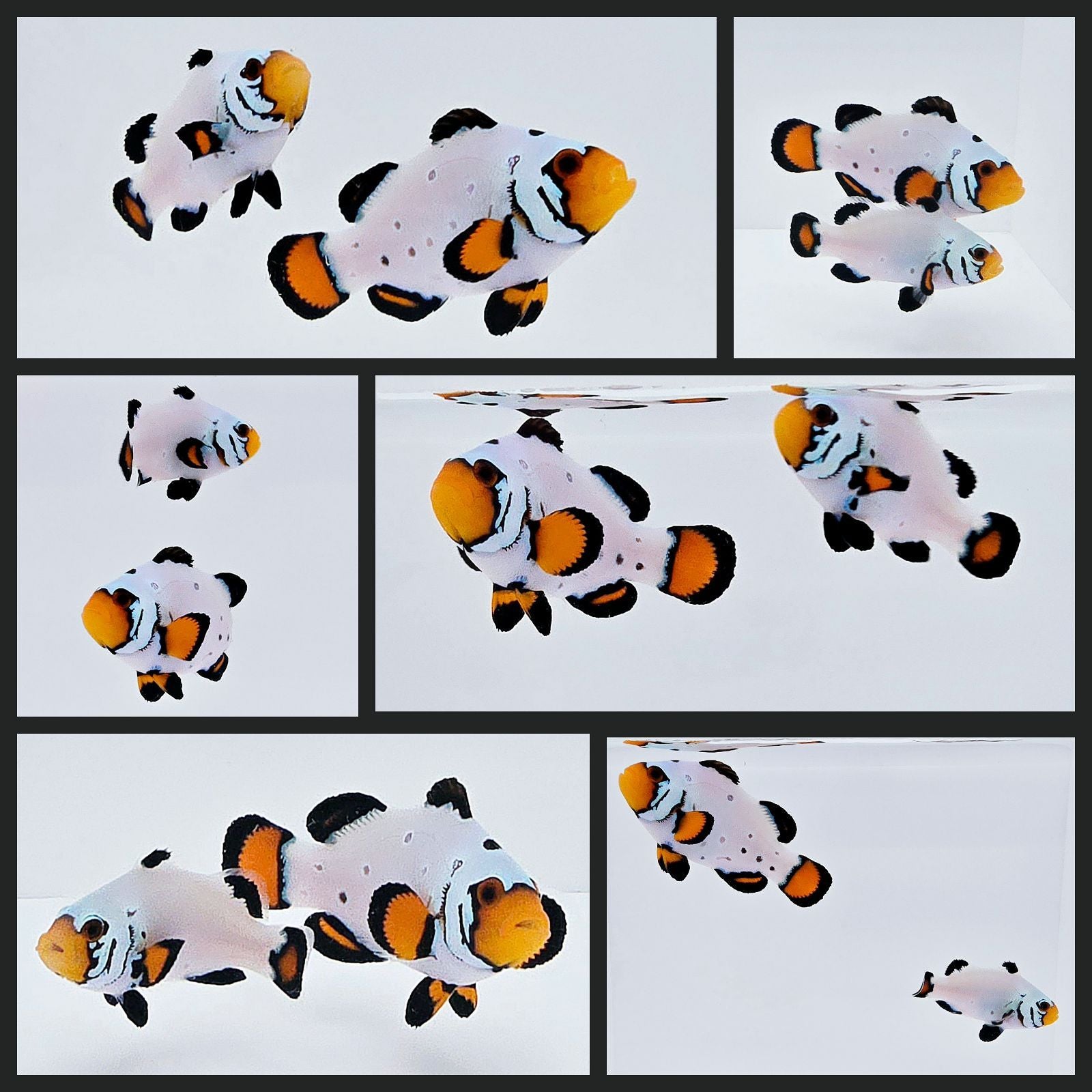 Premium Frostbite Clownfish main image 0