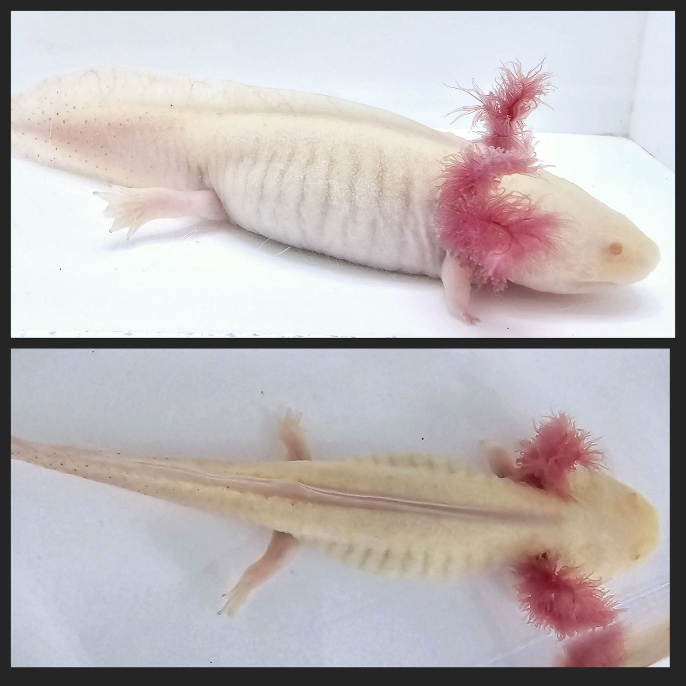 Hypomelanistic Axolotl