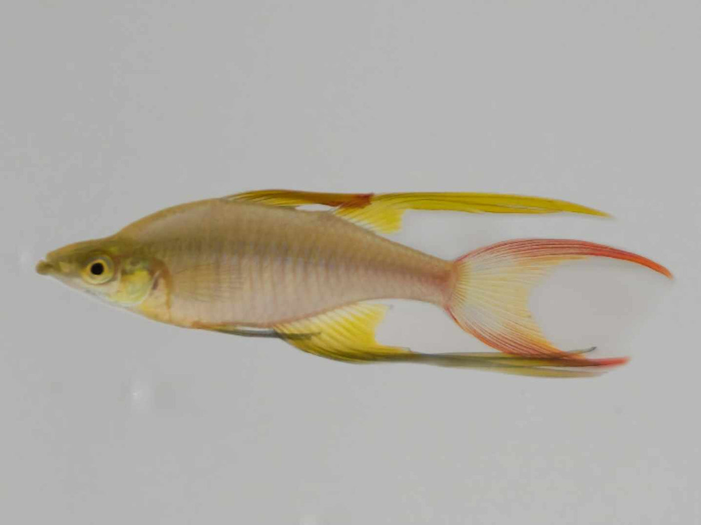 Threadfin Feather Rainbowfish