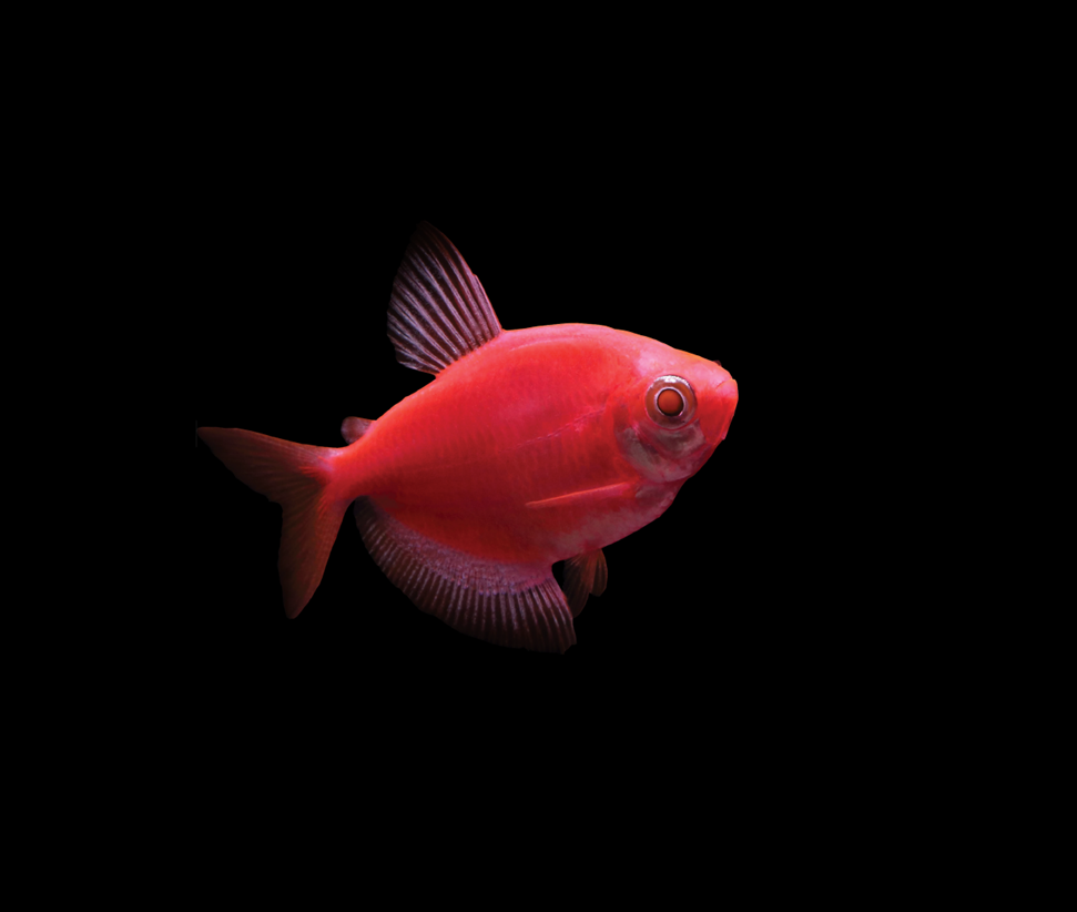 Starfire Red GloFish