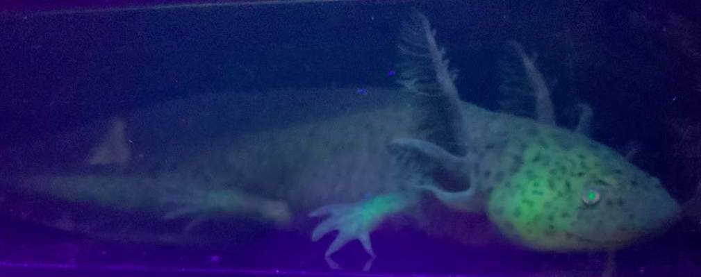 GFP Copper Axolotl
