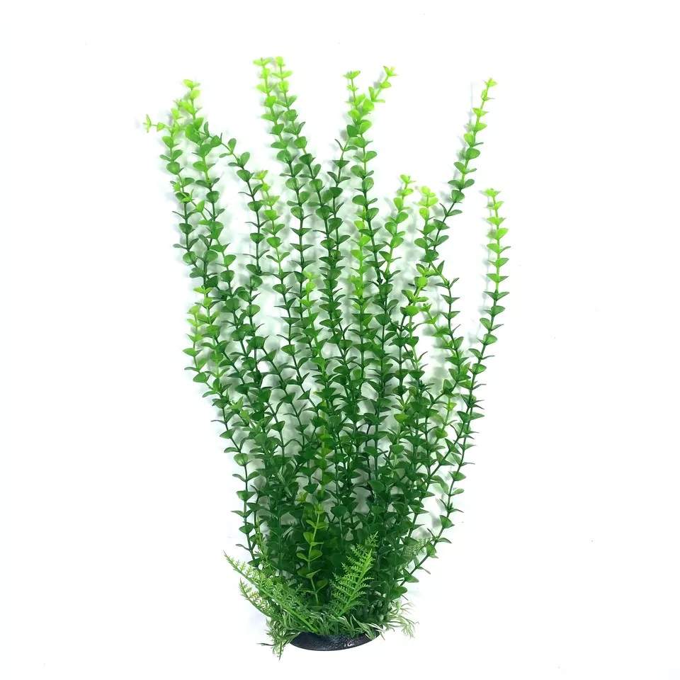 Light Green/Green Small Leaf Plant