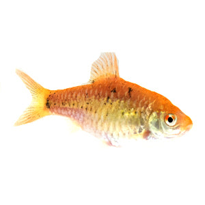 Chinese Golden Barb