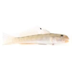 Ghost Sleeper Goby