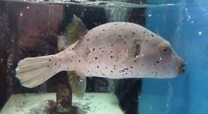 Dog Face Puffer – www.coralreeftn.com