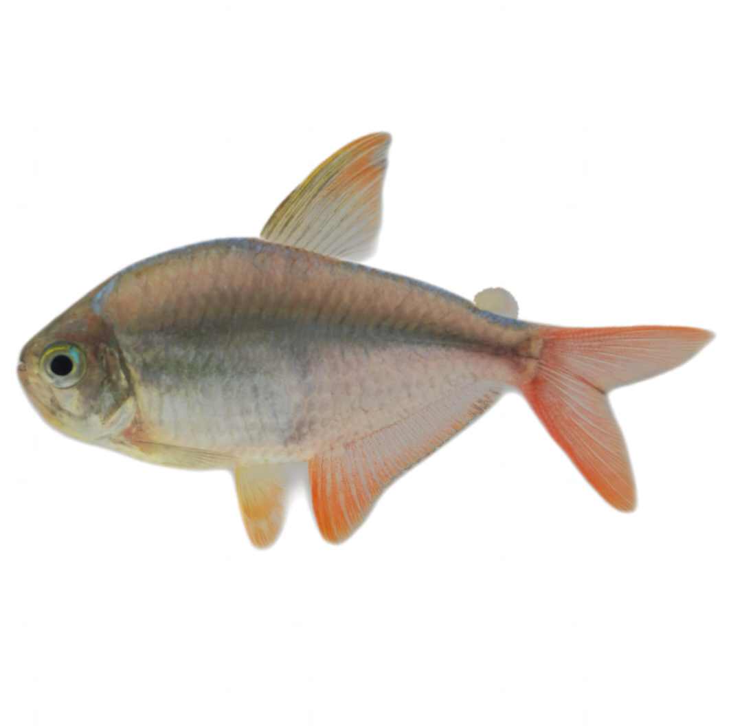 Blue - Red Colombian Tetra