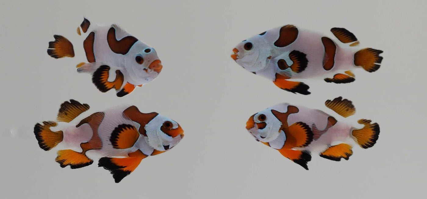 Clownfish Bonded Pair Mocha Storm Roundtail Longfin