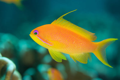 All about Anthias