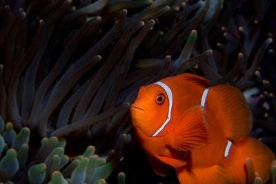 Clownfish 101