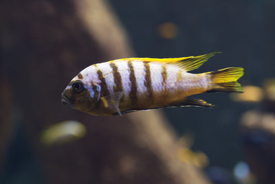 A Symphony of Colors and Personalities: Exploring Freshwater Fish Aquariums with Barbs, Tetras, Cichlids, and Gouramis