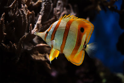 All about Butterflyfish