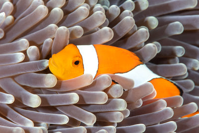 Clownfish & Anemones-  A match made in heaven.