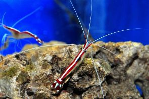 Saltwater aquarium shrimp for sale