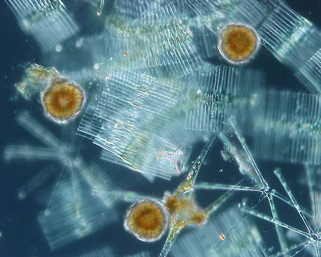 Phytoplankton for Sale