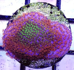 Cultured Corals for Sale
