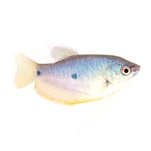 Gouramis for Sale