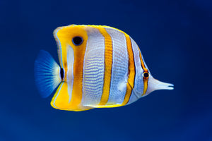 butterfly fish for sale