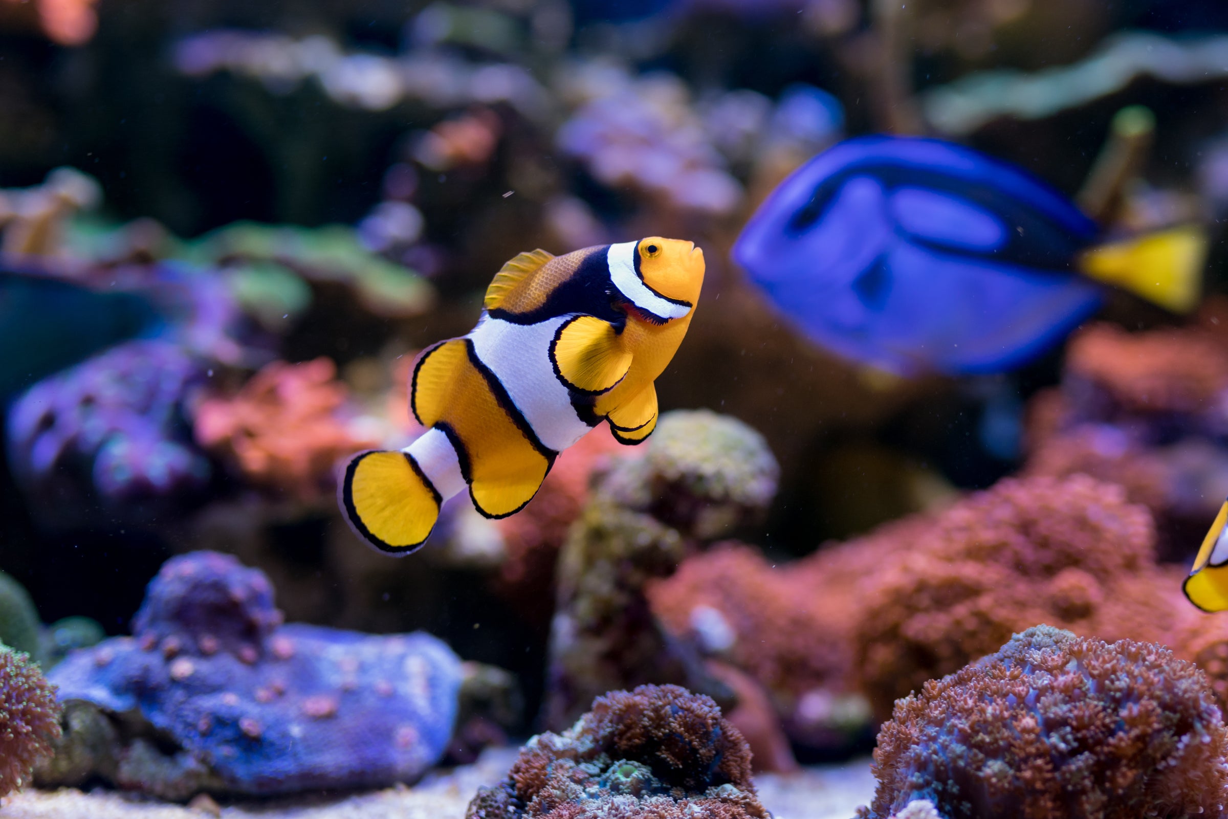 Clownfish