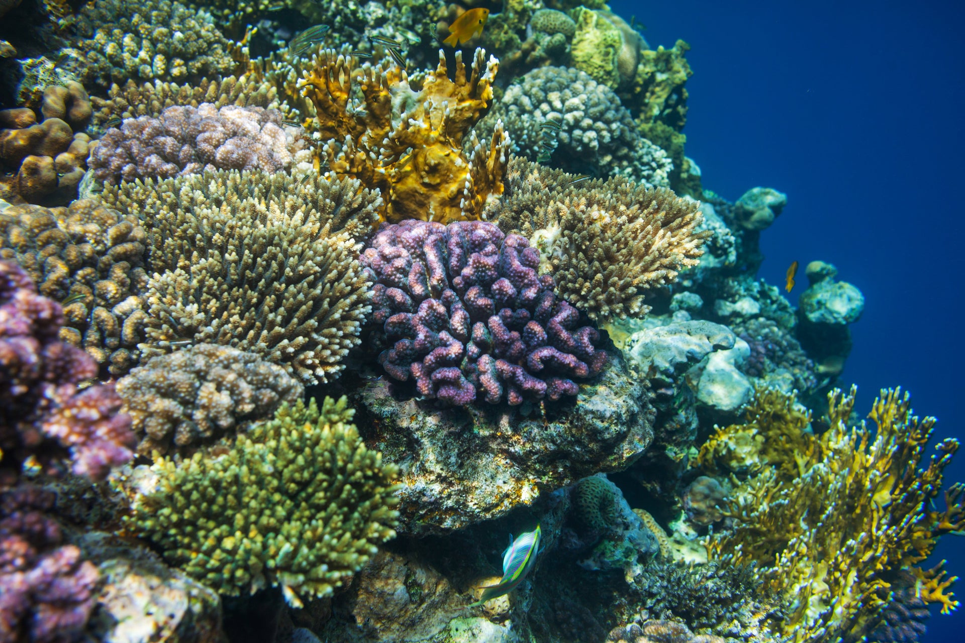 The Coral Reef TN – www.coralreeftn.com