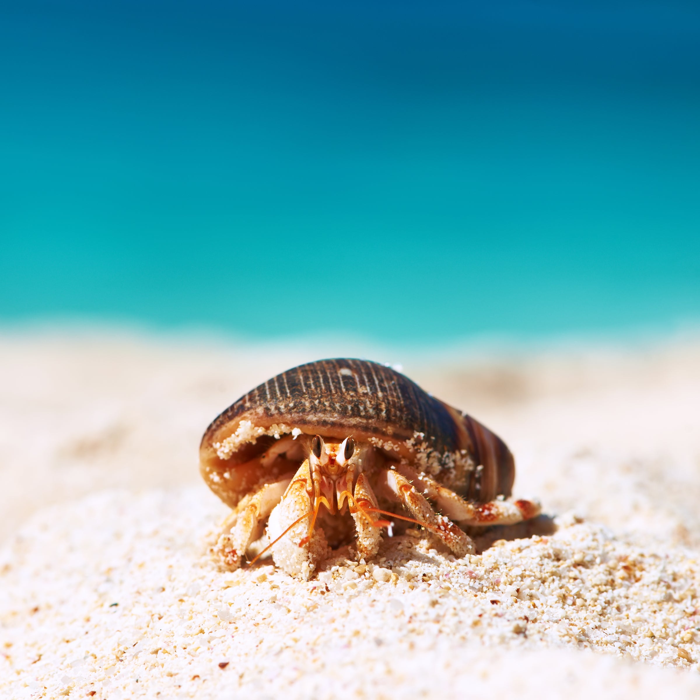 aquarium crabs for sale