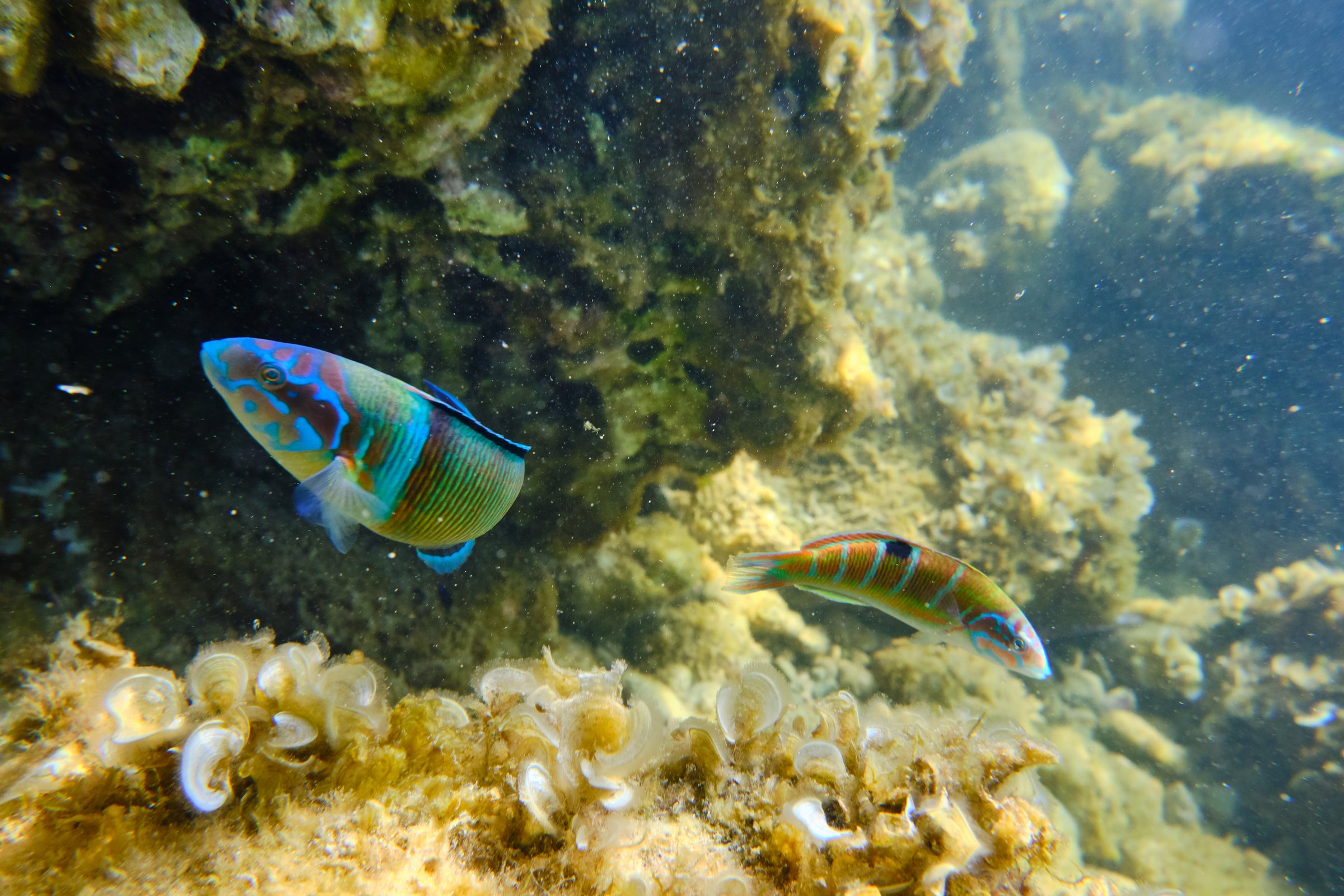Wrasses for Sale