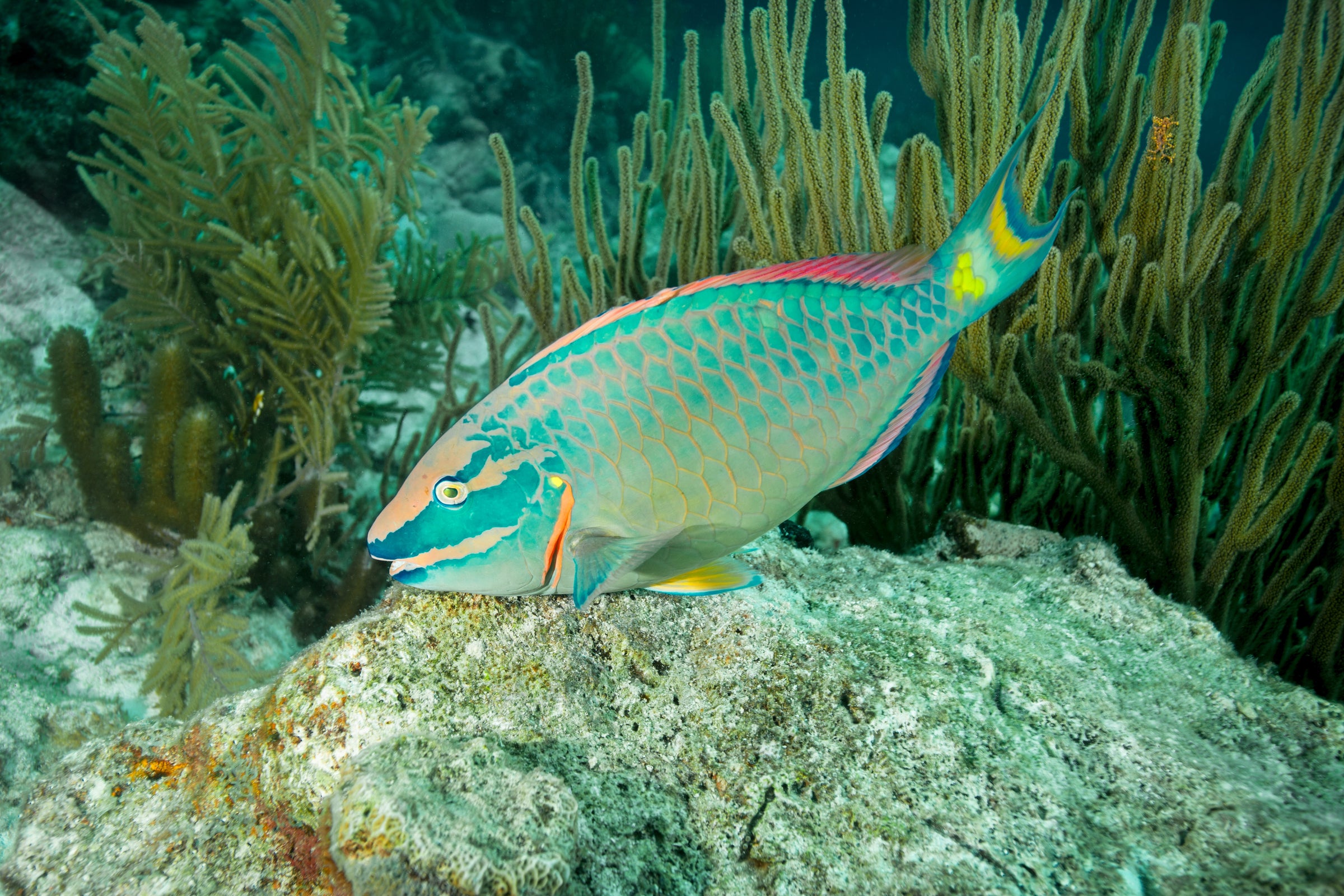 parrotfish for sale