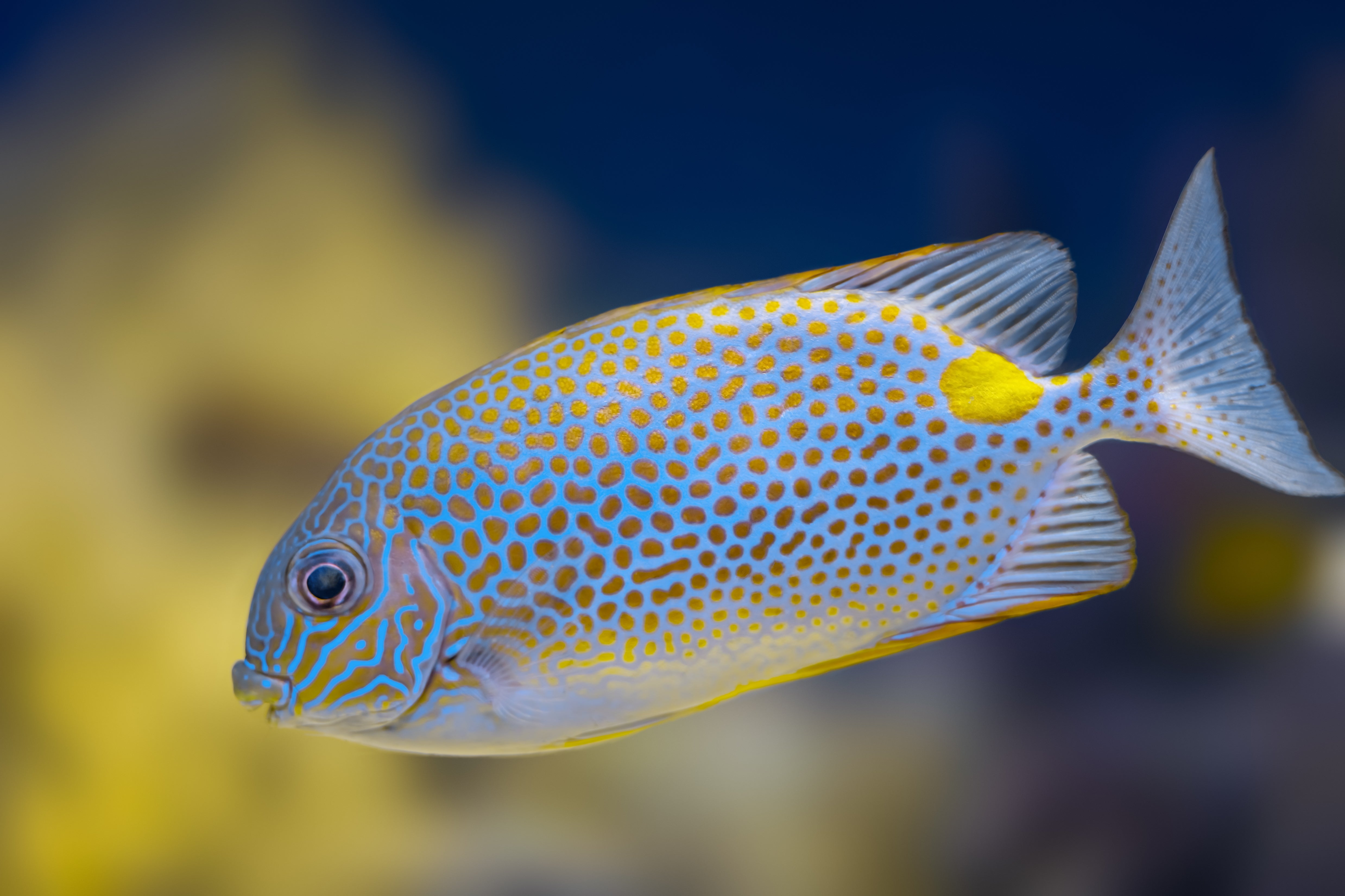 Rabbit Fish – www.coralreeftn.com