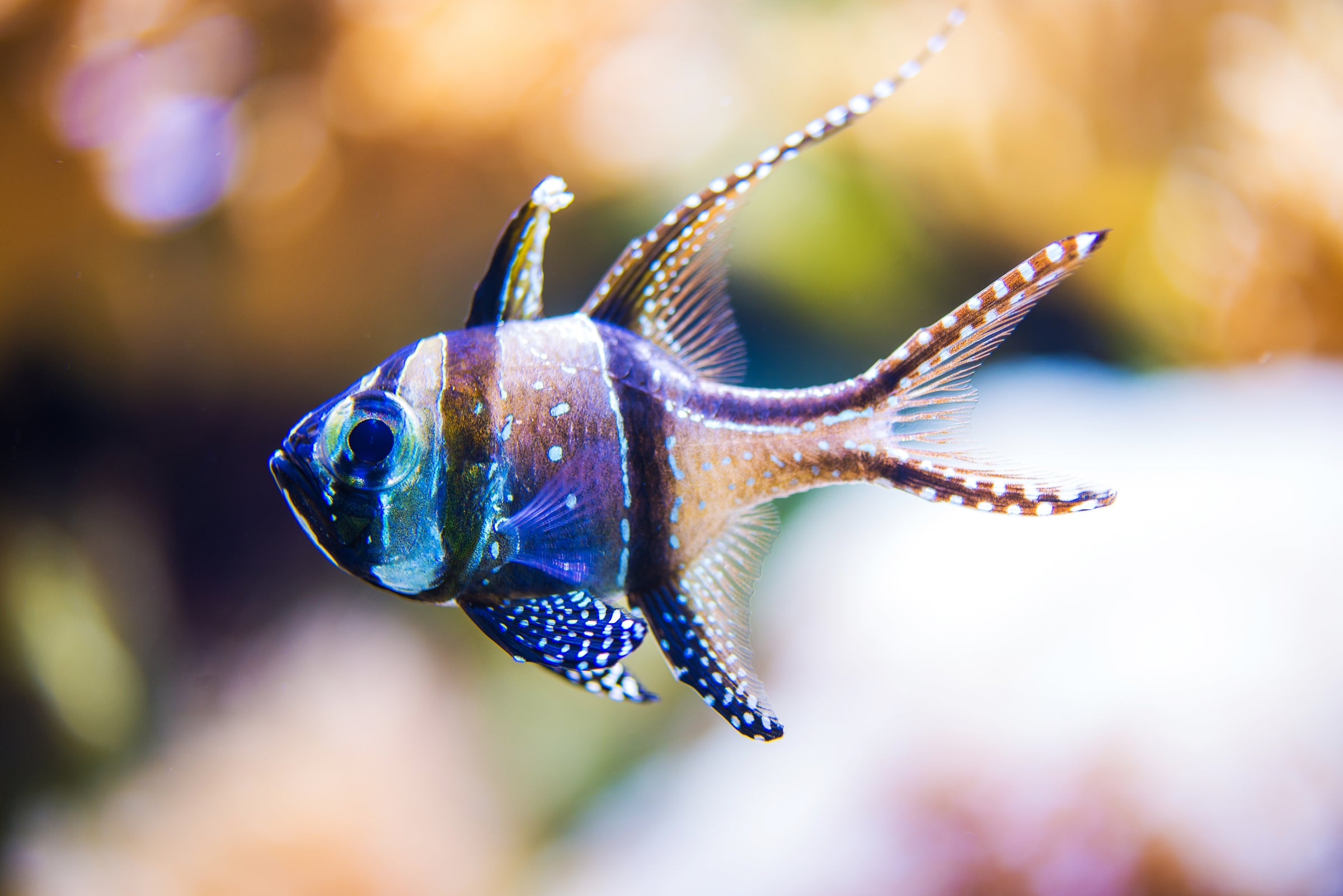 Cardinal Fish for Sale