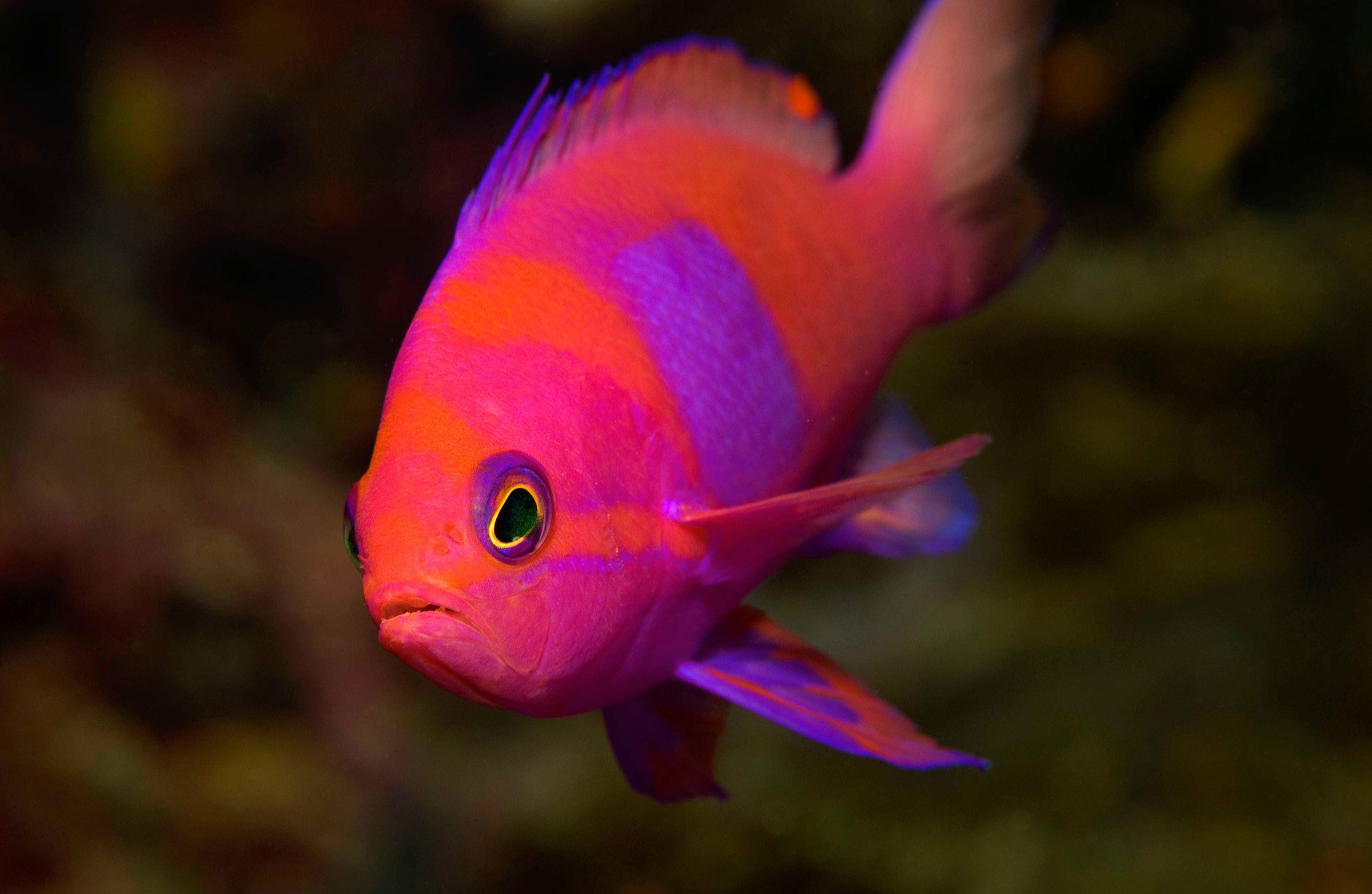 Anthias