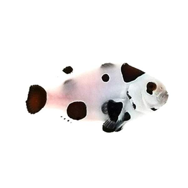 Clownfish Super Storm Orange