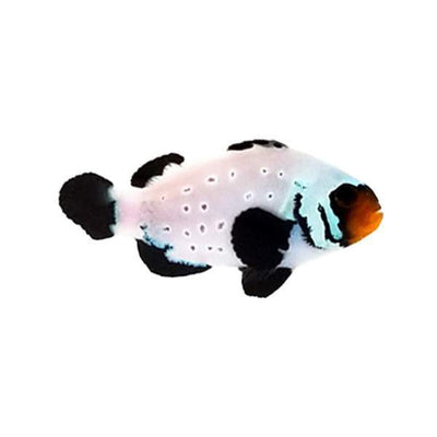 Clownfish Black Frostbite
