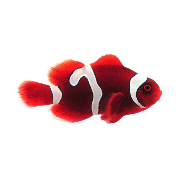 Clownfish Gold Flake Maroon