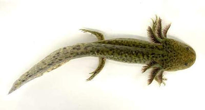 Wild-Type Axolotl