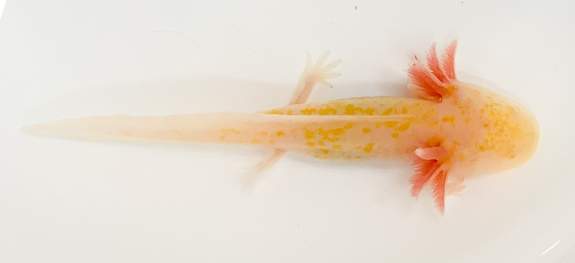 Melanoid Albino Axolotl