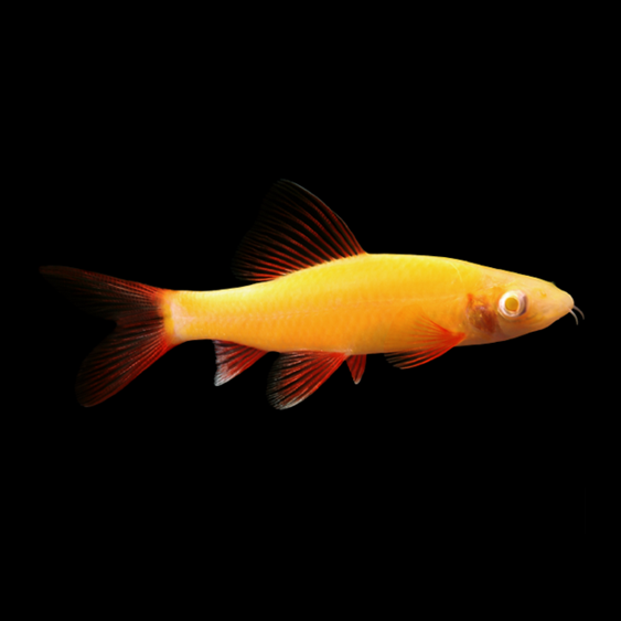 Sunburst Orange Shark GloFish