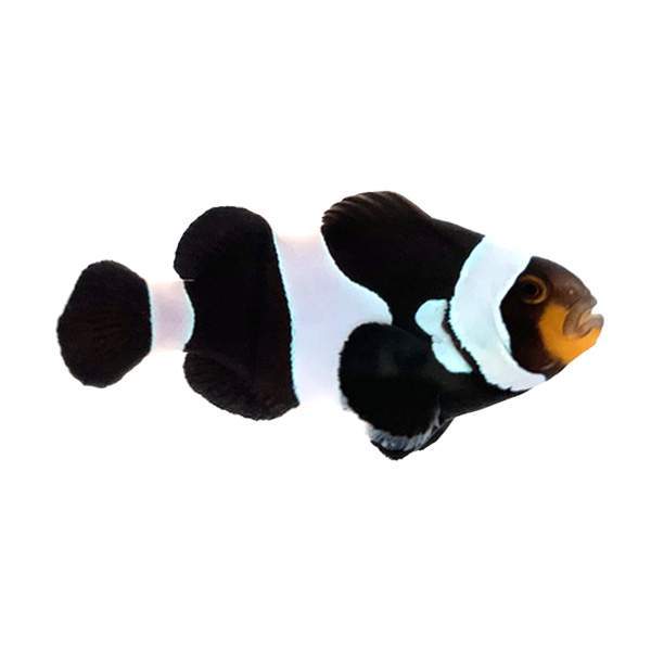 Clownfish Designer Wide-bar Black