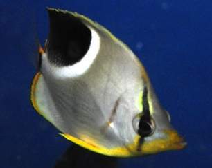Saddleback Butterflyfish